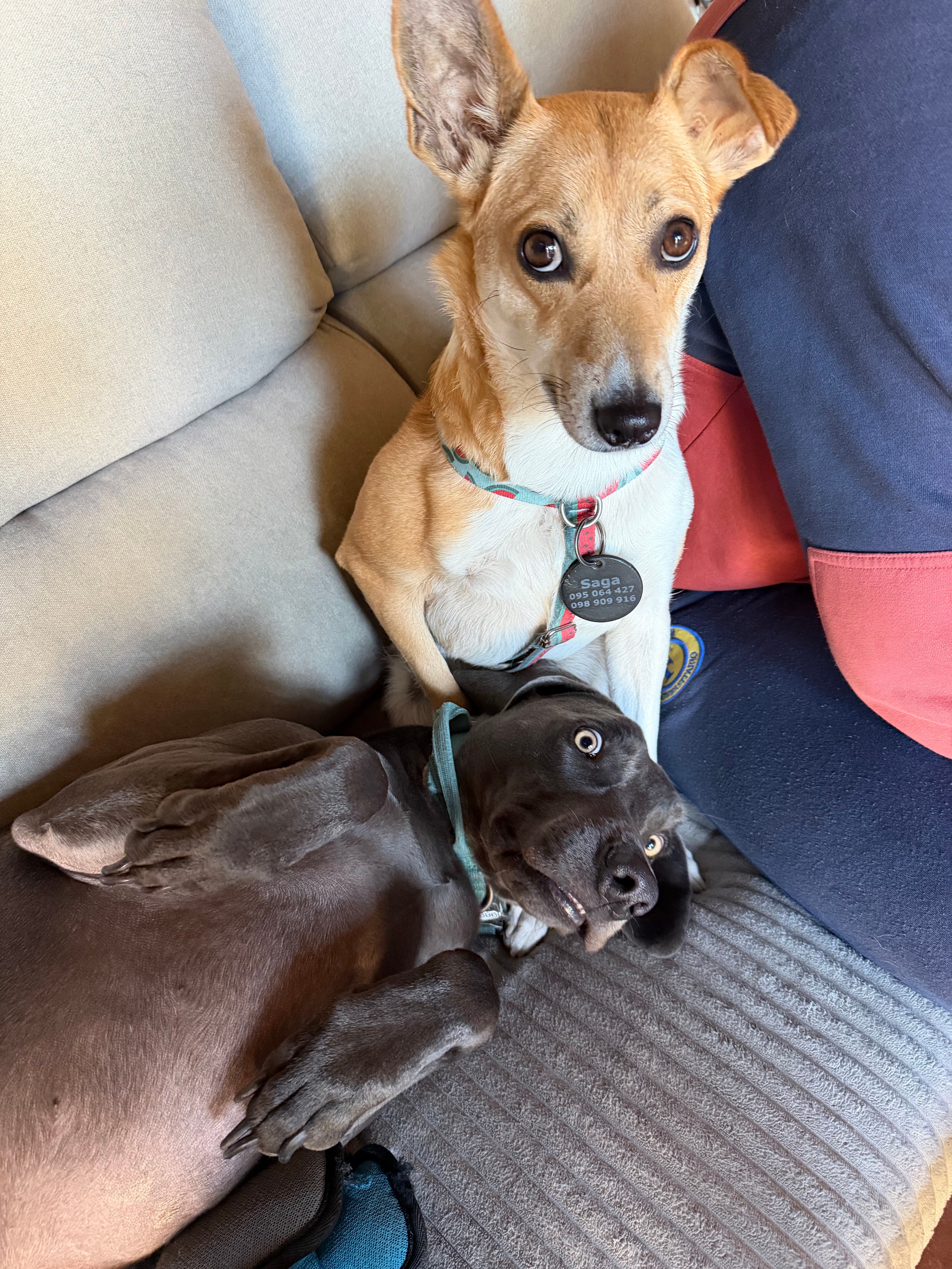 Saga y Ash descansando juntos